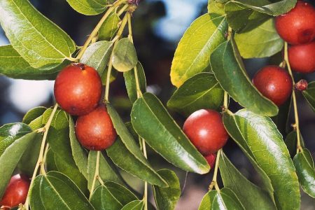 فوائد عصير العناب البري للقلب و الشرايين..