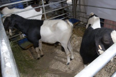 معرض سلالة “الدمان” بآيت ولال بزاكورة.. احتفاء بتراث فلاحي أصيل ودعامة للتنمية المحلية