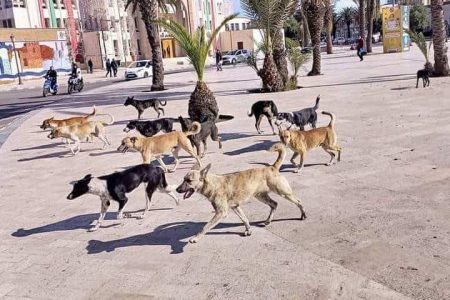إطعام الحيوانات الضالة مخالفة  غرامتها تصل إلى 3000 درهم