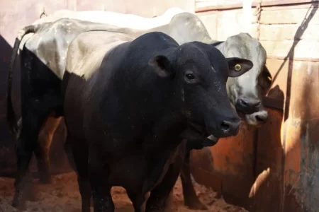 نقص البواخر يعرقل استيراد الأبقار البرازيلية..