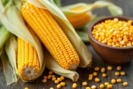 الفوائد الصحية “للذرة الصفراء” واضرارها..