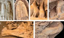 علوم:اكتشاف كائن بحري عمره 66 مليون سنة في مناجم الفوسفات